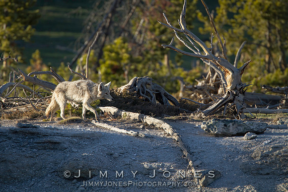 Coyote