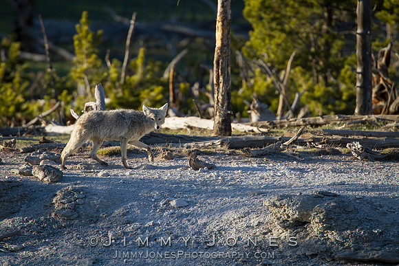 Coyote