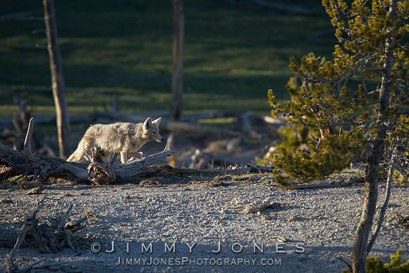 Coyote