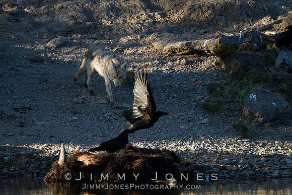 Coyote at Bison Carcass with Raven