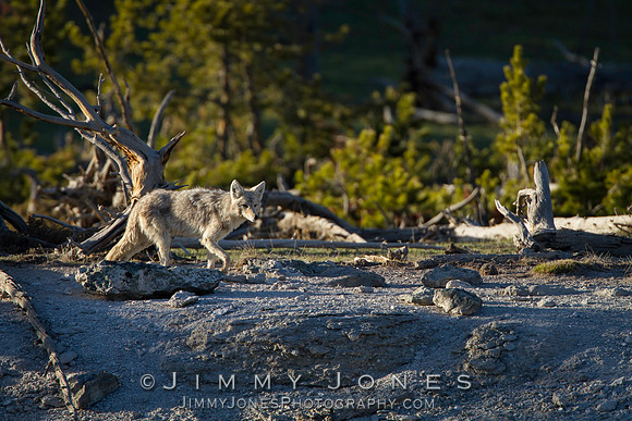 Coyote