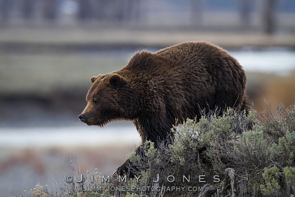 Grizzly Bear Boar