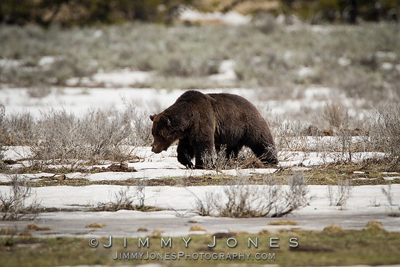 Grizzly Bear
