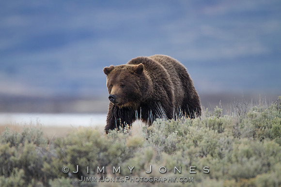 Grizzly Bear Boar