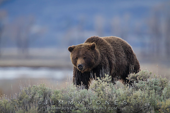 Grizzly Bear Boar