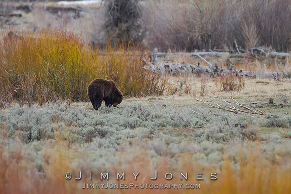 Grizzly Bear