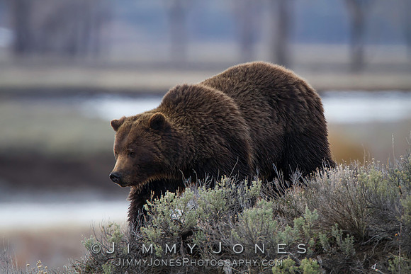 Grizzly Bear Boar