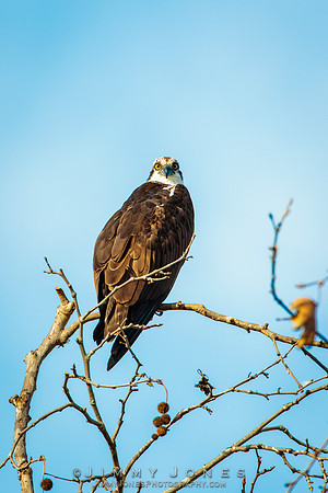 Osprey