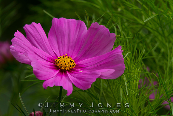 Golden Cosmos