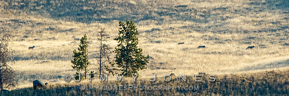 Prospect Peak Pack Wolves - BS/P0115