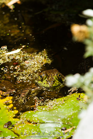 Bull Frog