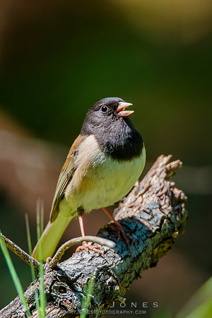 Dark - Eyed Junco