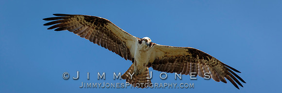 Osprey