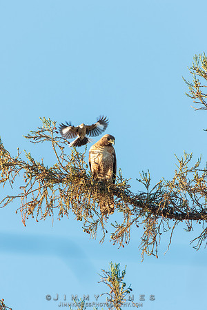 Red Tailed Hawk