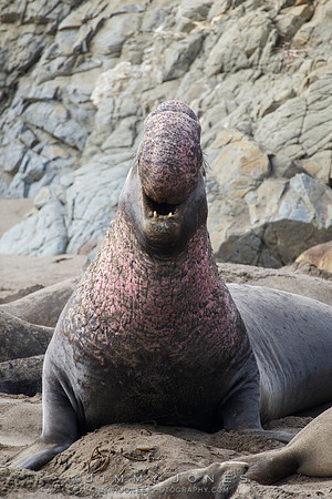 Elephant Seal