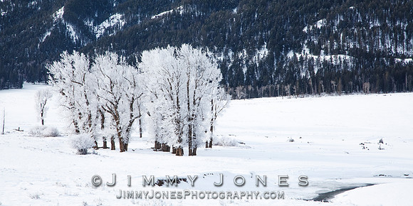 Hoar Frost Cotton Woods