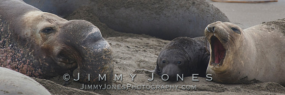 Elephant Seals