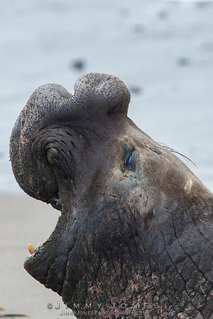 Elephant Seal