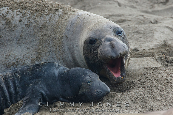Elephant Seals