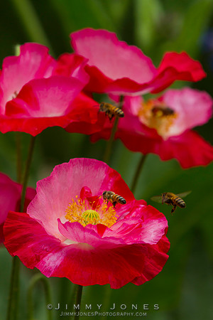 Honey Bees