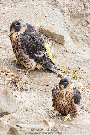 Pre Fledged - Peregrine Falcon Chicks