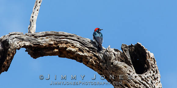 Acorn Woodpecker
