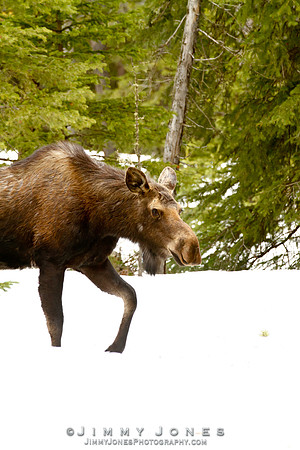 Moose