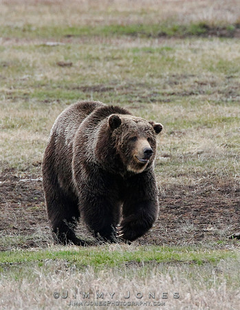 Grizzly Bear Boar