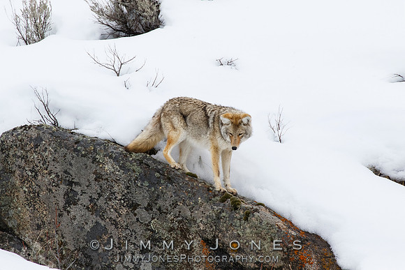 Coyote
