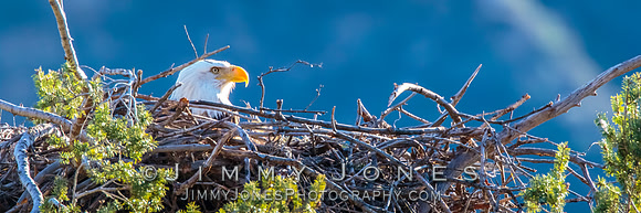 Bald Eagle at Nest