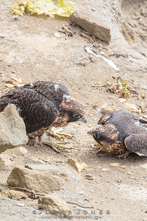 Pre Fledged - Peregrine Falcon Chicks