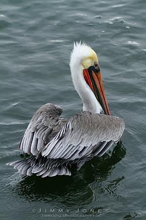 Brown Pelican