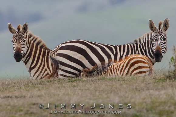Zebras