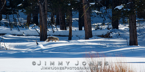 Lamar Canyon Pack Gray Wolf Pup w/ Mange