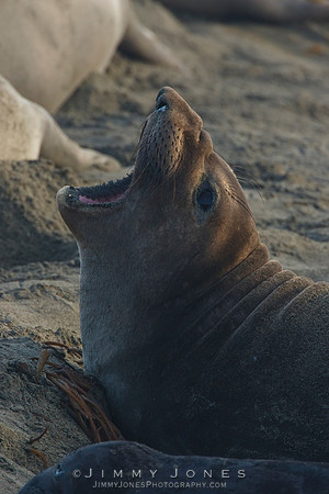 Elephant Seal