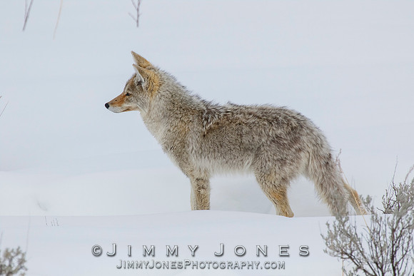 Coyote