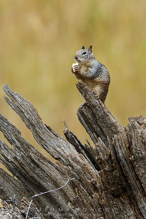 Ground Squirrel