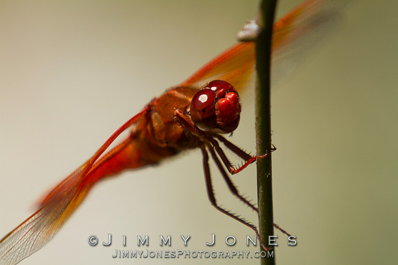 Orange Dragonfly ( Flame Skimmer )