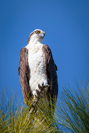 Osprey