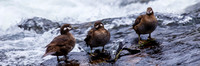 Harlequin Ducks