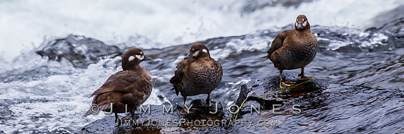 Harlequin Ducks