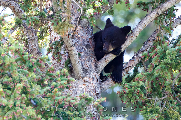 Black Bear Cub