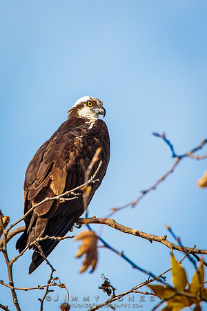 Osprey