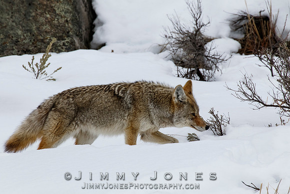 Coyote