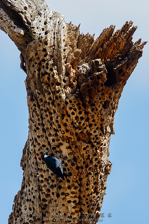 Acorn Woodpecker