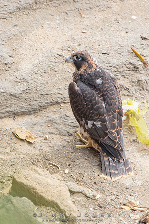 Pre Fledged - Peregrine Falcon Chick