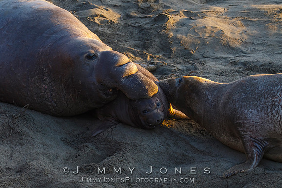 Elephant Seals