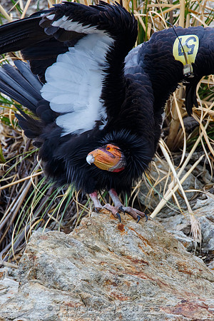 California Condor #57