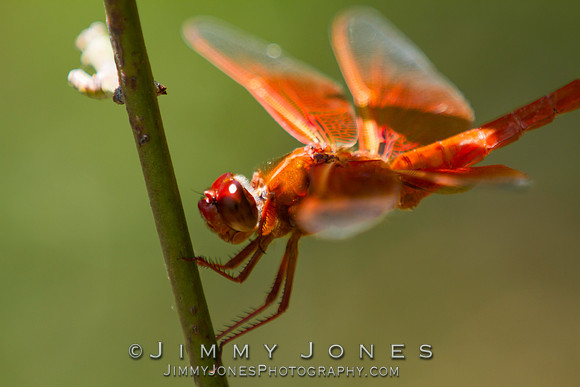 Orange Dragonfly ( Flame Skimmer )