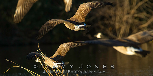 Canada Geese